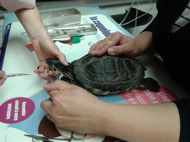 Examen de la bouche d’une tortue